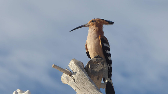 A hoopoe