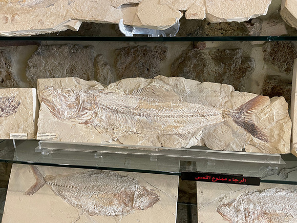 Fossils of fish, 100 million years old