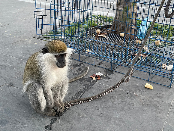 Vervet monkey chained up