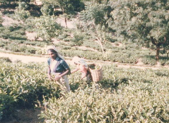 Picking tea, near Nuwara Eliya