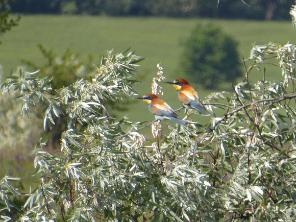 Bee-eaters, taken at long range
