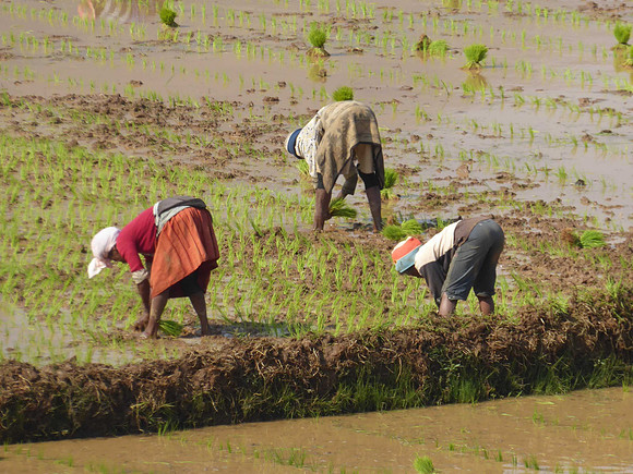 Planting rice, the main food item