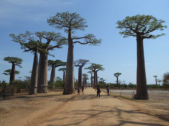Baobab trees, some of them over 1000 years old