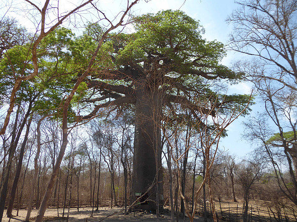 Baobab Sacré