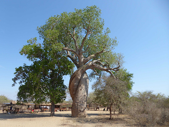 Baobabs Amoureux (“Baobabs in love”)