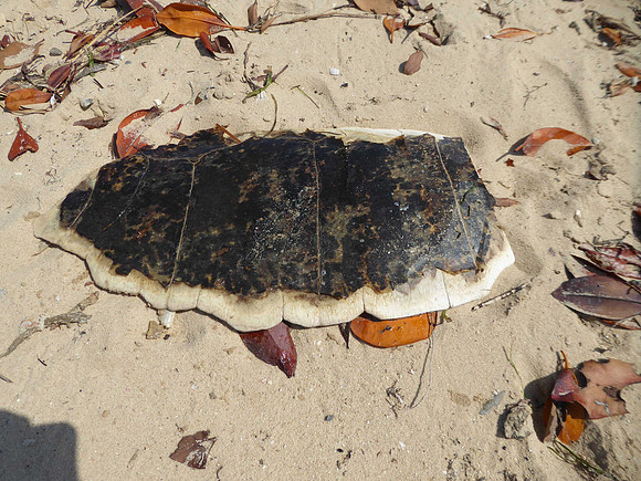Turtles are killed by fishermen