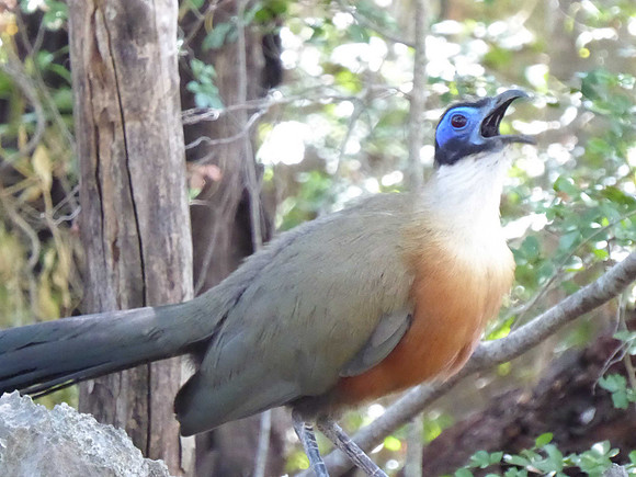 Giant coua