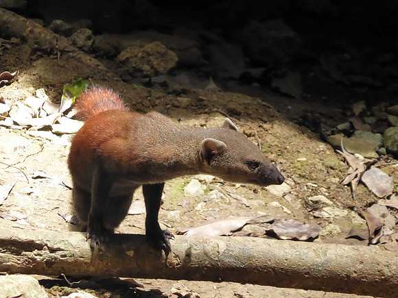 Ring tailed mongoose