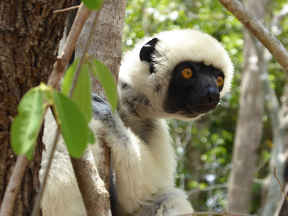 Sifaka Lemur