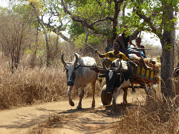 Zebu cart, with gun toting rider