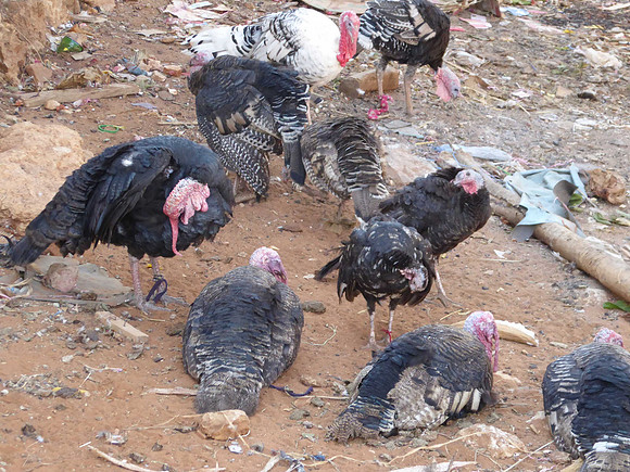 turkeys
