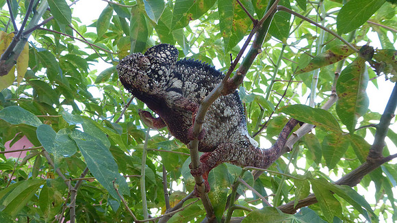 Oustalet chameleon