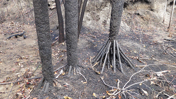Isalo national park, after fire caused by arson