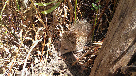A tenrec, insectivorous mammal