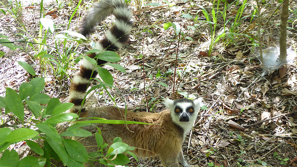 Ring tailed lemur