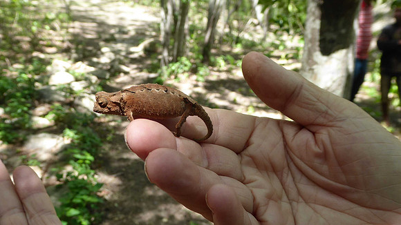 Brookesia micra, world's smallest chameleon