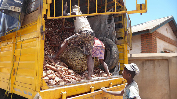 Manioc, (Cassava)