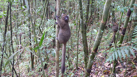 Greater bamboo lemur