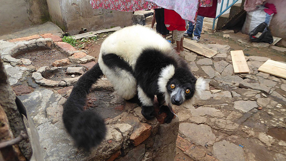 This poor creature is chained up