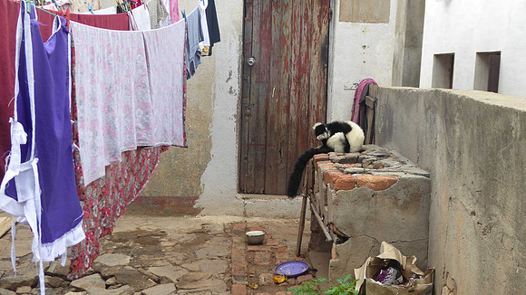 The shocking sight of a lemur chained up in someone's back yard