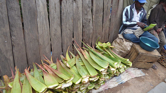 Aloe vera