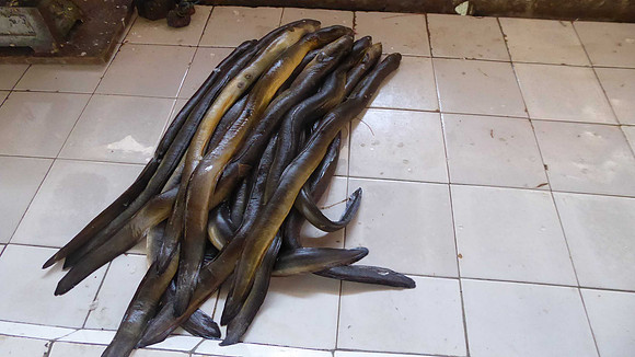 Eels in the fish market