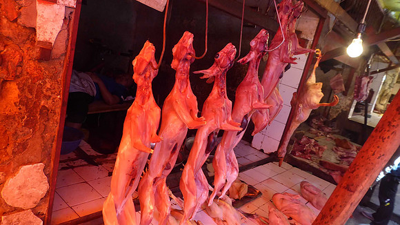 Roast cat for dinner.. just kidding, I believe it's rabbit