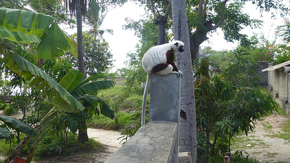 Lemur spotted in Majunga, many miles from the nearest forest..