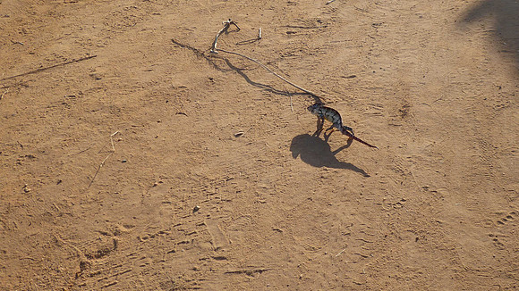 Once again, a chameleon crosses the road