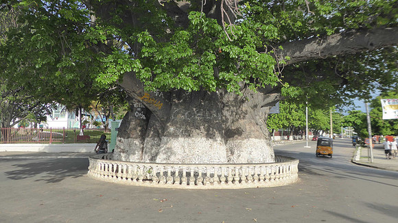 The old baobab in Majunga, 21 meters in circumference
