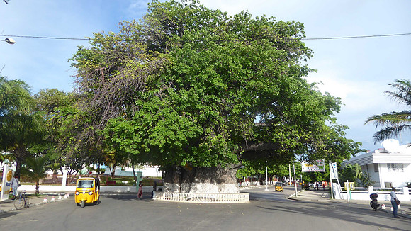 The old baobab in Majunga, 21 meters in circumference