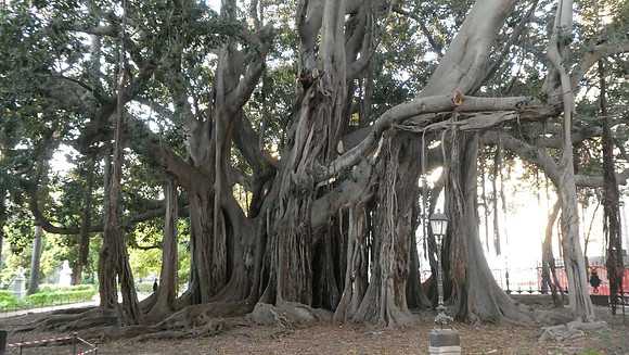 Banyan tree in Palermo, Sicily