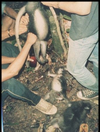 The locals pour blood from the monkey into a bottle of whiskey