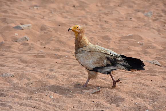Egyptian vulture