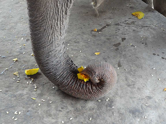 Prehensile trunk picks up food