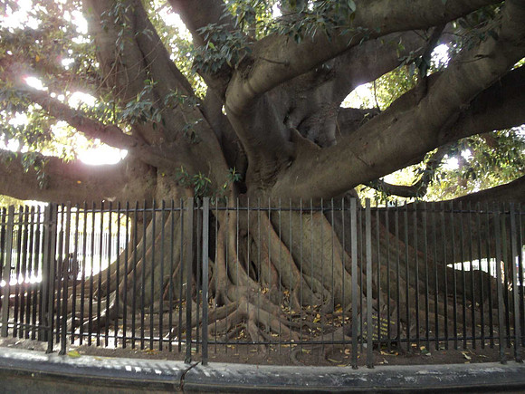 An enormous tree beside Recoleta Cemetary, I just love trees :-)