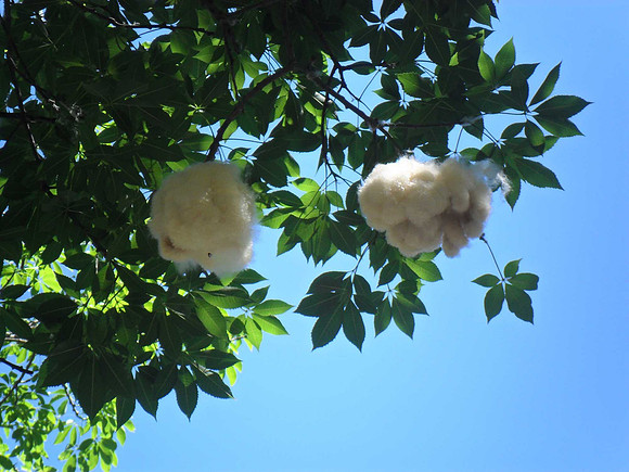 Candy floss tree