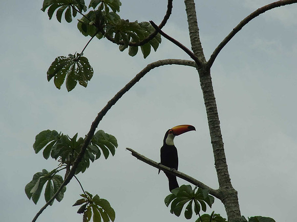 Toucan