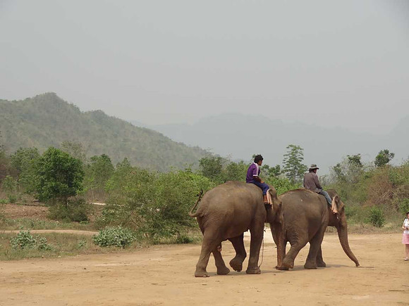 Elephants and their mahouts