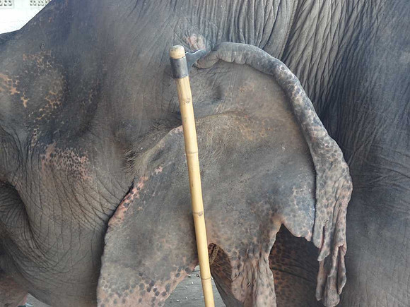 Tool used by the mahouts