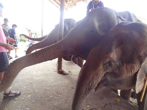 Elephants being fed at Elephant's World.