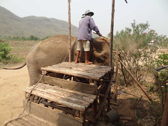 Mahout and elephant