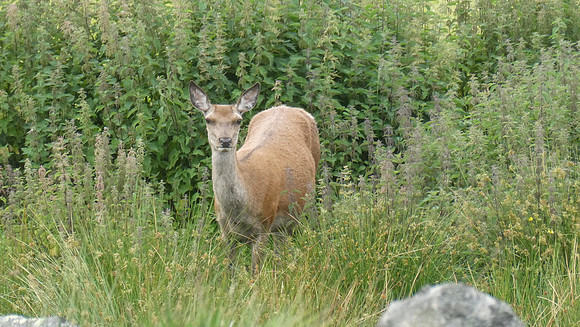 Red deer doe
