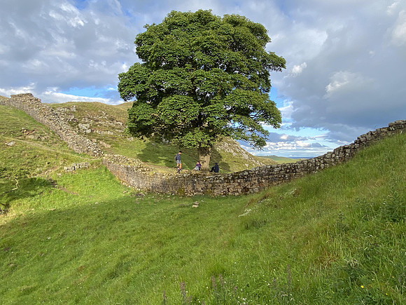 Sycamore Gap Tree, Hadrian's Wall