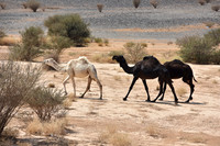 Saudi Arabia - March 2025